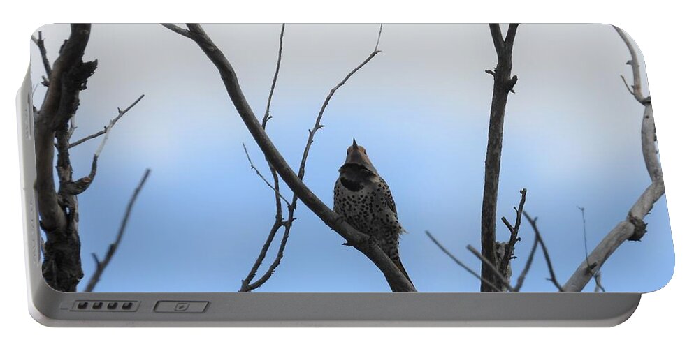 Northern Flicker Portable Battery Charger featuring the photograph Flicker by Amanda R Wright