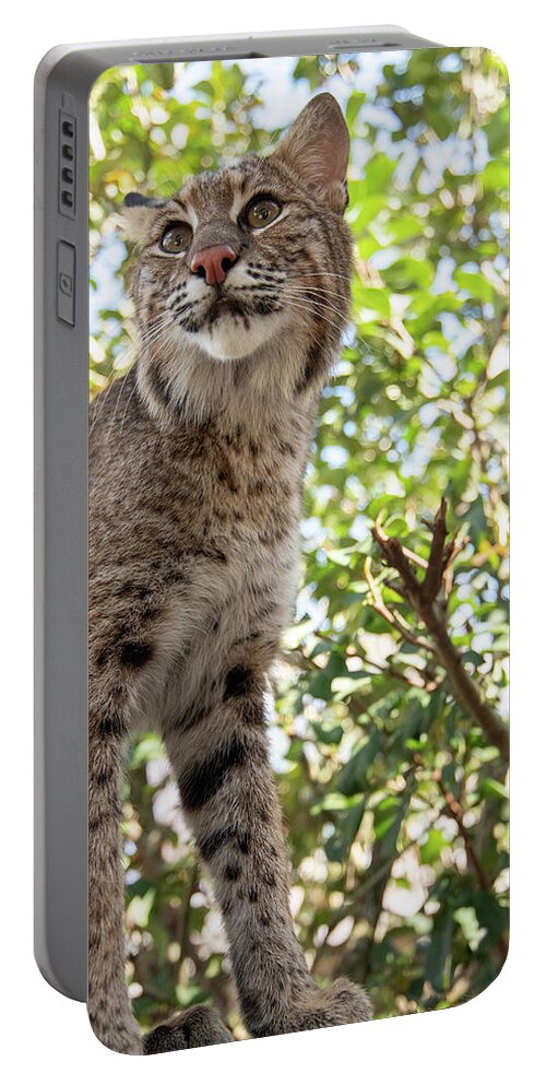 Cat Portable Battery Charger featuring the photograph Florida Bobcat by Carolyn Hutchins