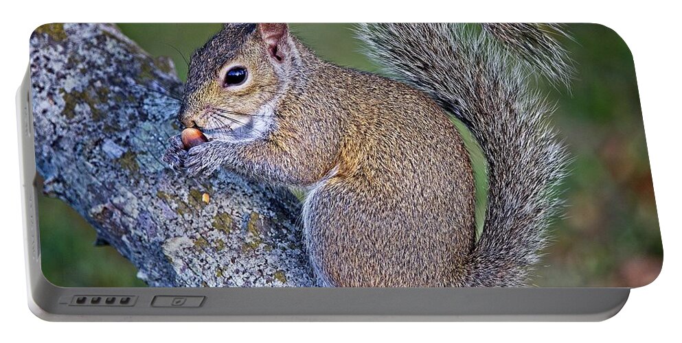 Adorable Portable Battery Charger featuring the photograph Florida Gray Squirrel posing with a nut by Ronald Lutz