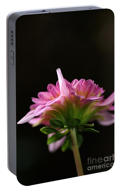 Flower Portable Battery Charger featuring the photograph Flower-dahlia-pink Side by Joy Watson