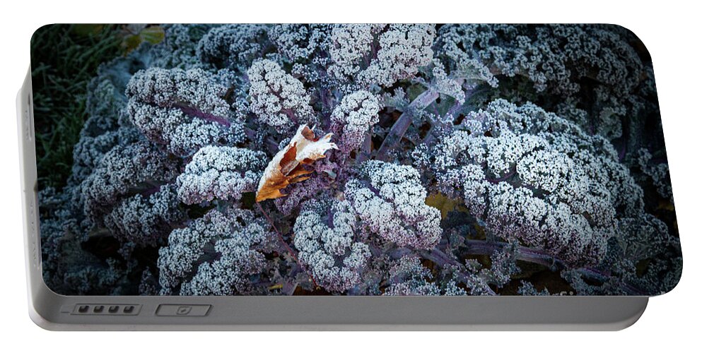 Kale Portable Battery Charger featuring the photograph Flower of the Frost by Marilyn Cornwell