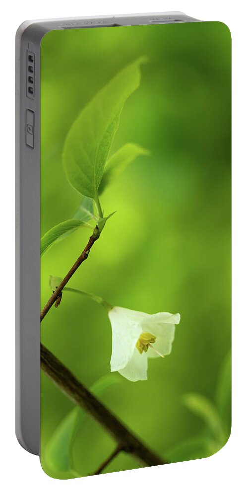 Fine Art Portable Battery Charger featuring the photograph Flower of the snowdrop bush by Average Images