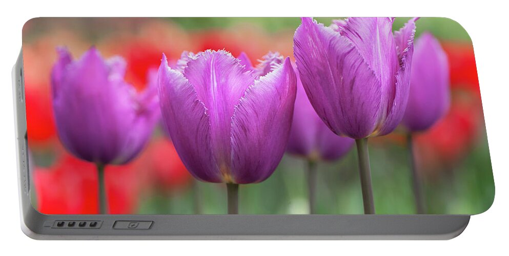 Jenny Rainbow Fine Art Photography Portable Battery Charger featuring the photograph Flower Power. Fringed Tulipa Talitha 1 by Jenny Rainbow