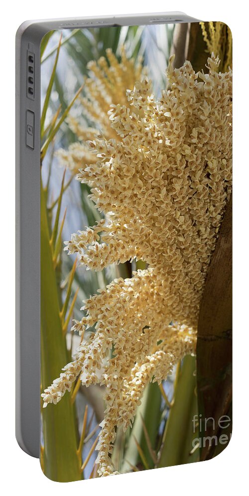 Date Palm Portable Battery Charger featuring the photograph Flowering date palm and sunlight by Adriana Mueller