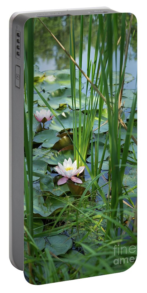 Water Lily Portable Battery Charger featuring the photograph Flowering water lily and reed leaves in a lake by Adriana Mueller