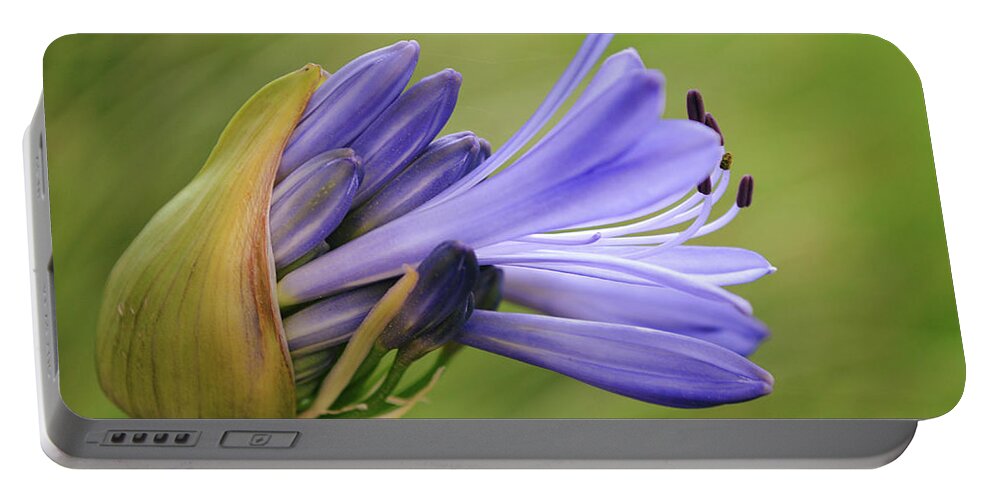 Flower Portable Battery Charger featuring the photograph Flowers of SoCal - Emergence of Agapanthus Flower by Gaby Ethington