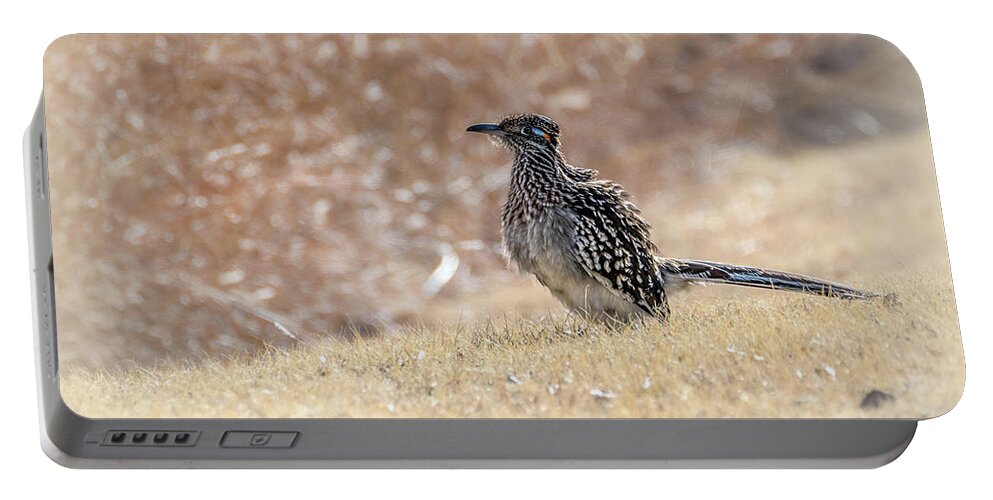 Cuckoos Portable Battery Charger featuring the photograph Fluffy Greater Roadrunner by Debra Martz