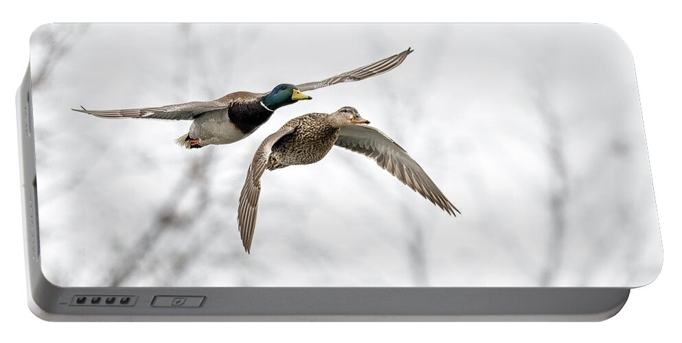 Flight Portable Battery Charger featuring the photograph Flying Mallard Pair by Paul Freidlund