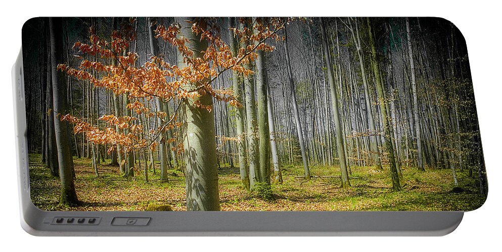 Nag006095a Portable Battery Charger featuring the photograph Forest Mystery by Edmund Nagele FRPS