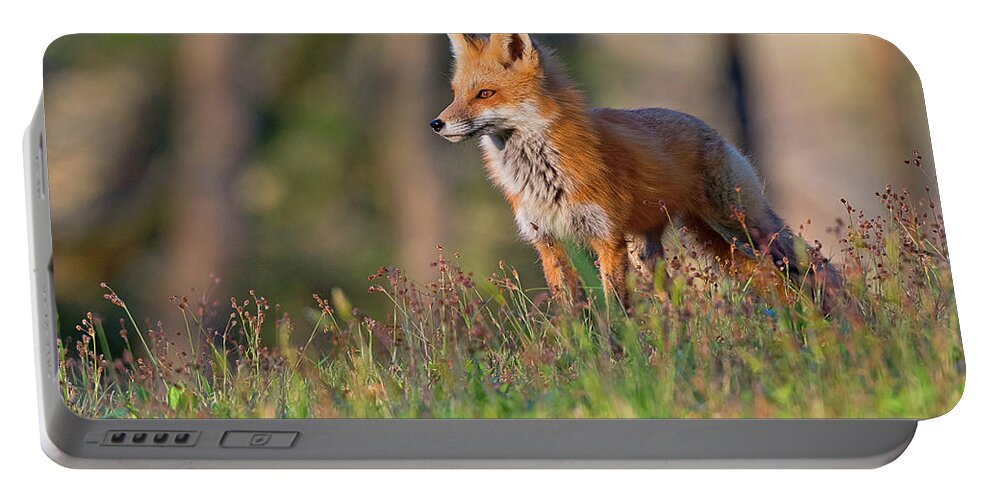 Red Fox Portable Battery Charger featuring the photograph Fox In The Wildflowers by Rhonda McClure