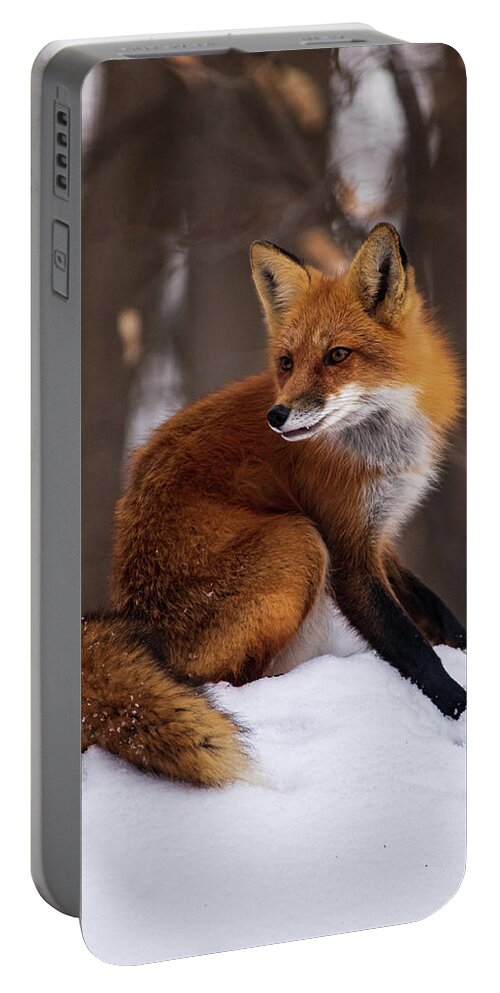 Fox Portable Battery Charger featuring the photograph Fox on the roof by Stephen Sloan