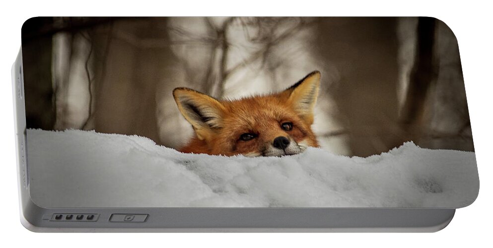 Red Fox Portable Battery Charger featuring the photograph Fox resting on roof by Stephen Sloan