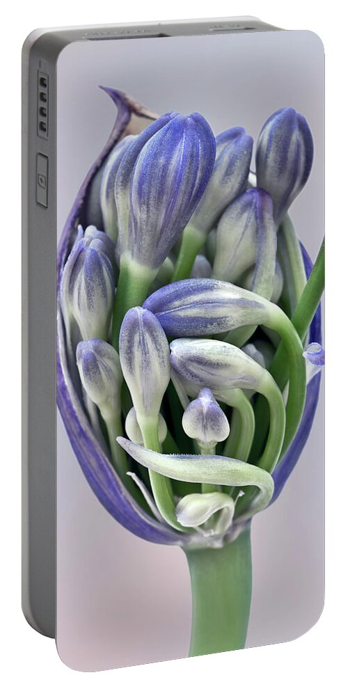 Freedom Togetherness Agapanthus Pod Opening Buds Together Flowering Tight Happy Joy Many Beautiful Delightful Head Tender Delicate Close Up Macro Home House Arising Beauty Gentle Blue Green Fairy Tale Inspirational Symphony Musical Painterly Watercolor Impressions Pastel Charming Pleasing Attractive Harmony Elegance Calm Flowers Soft Micro Colorful Pretty Poetic Romantic Harmonious Sweet Sentimental Emotional Elegant Magical Idyllic Associative Nice Silky Creative Contemporary Smart Caring Fab Portable Battery Charger featuring the photograph Freedom And Togetherness - Agapanthus Pod Is Opening To Give The Buds Freedom by Tatiana Bogracheva