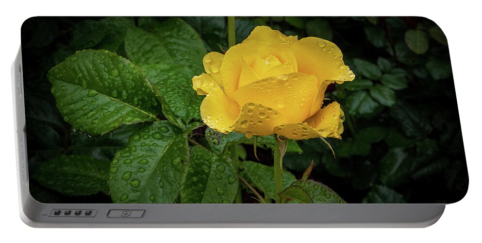 Rose Portable Battery Charger featuring the photograph Fresh Yellow Rose by Stephen Sloan