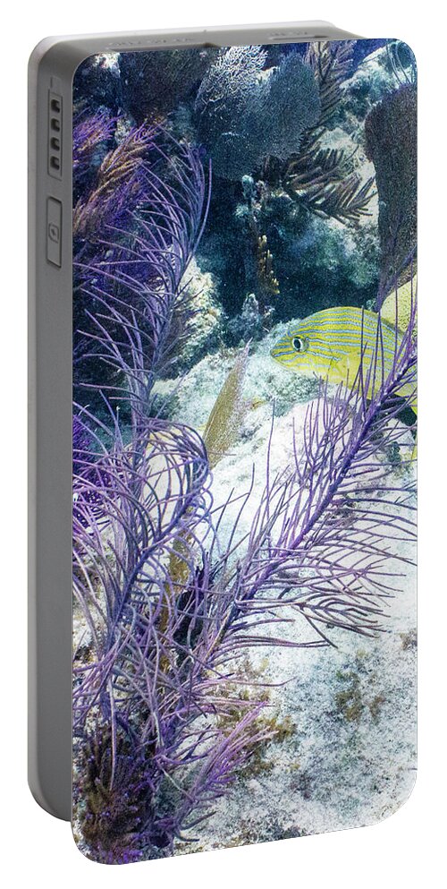 Animals Portable Battery Charger featuring the photograph Frilly by Lynne Browne