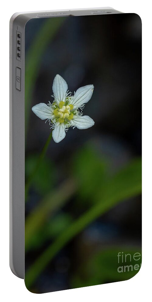 Fringed Grass Of Parnassus Portable Battery Charger featuring the photograph Fringed Grass of Parnassus Wildflower by Nancy Gleason
