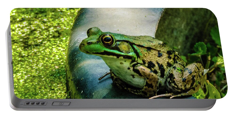 Animals Portable Battery Charger featuring the photograph Frog Hollow by Louis Dallara