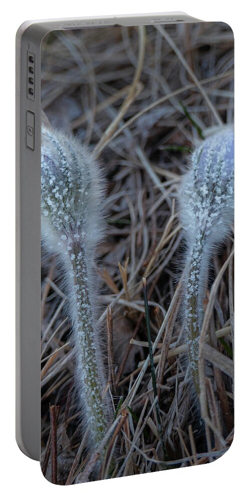 Frost Portable Battery Charger featuring the photograph Frost on spring pasqueflower by Karen Rispin
