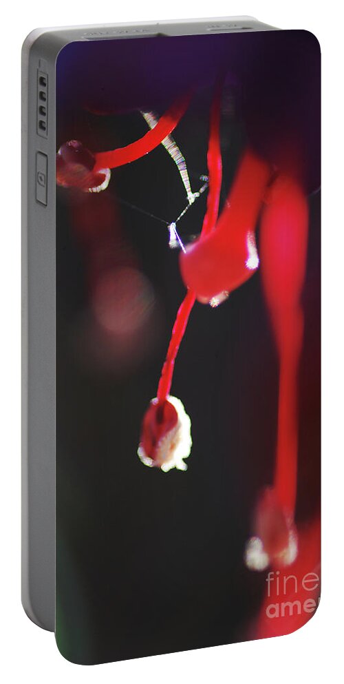 Stephanie Gambini Portable Battery Charger featuring the photograph Fuchsia #5 by Stephanie Gambini