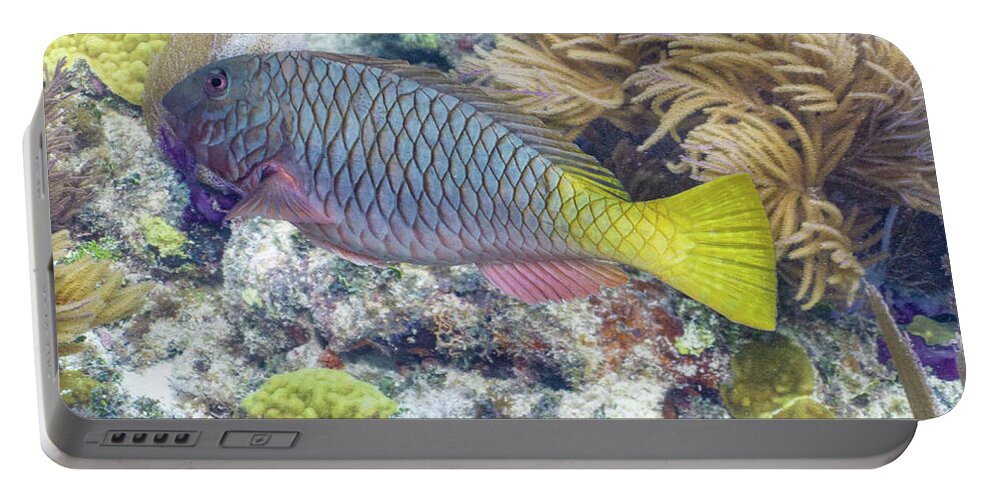 Fish Portable Battery Charger featuring the photograph Fully Armored by Lynne Browne