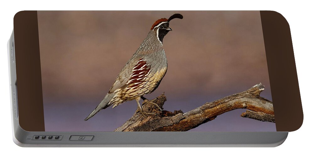 Animal Portable Battery Charger featuring the photograph Gambel's Quail Perched on a Branch by Jeff Goulden