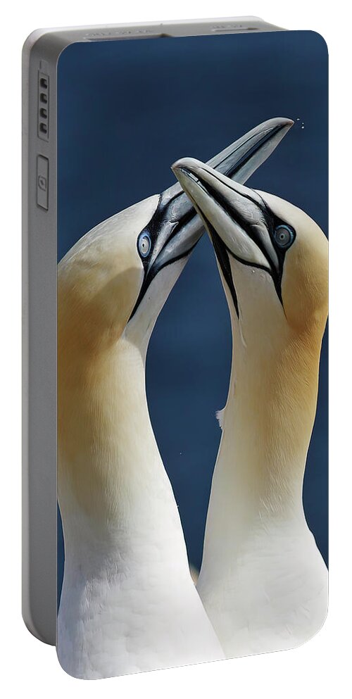 Northern Portable Battery Charger featuring the photograph Gannets in love by Mircea Costina Photography