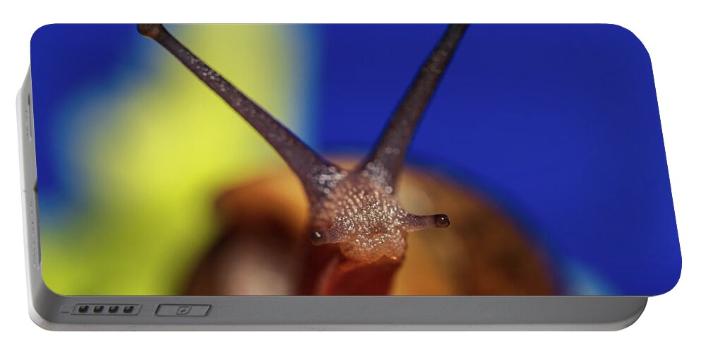 Garden Snail Portable Battery Charger featuring the photograph Garden Snail - Animal Photography by Amelia Pearn