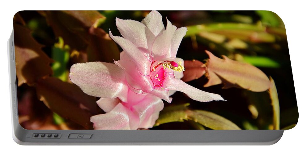 Christmas Cactus Portable Battery Charger featuring the photograph Gentle pink by Ramona Matei