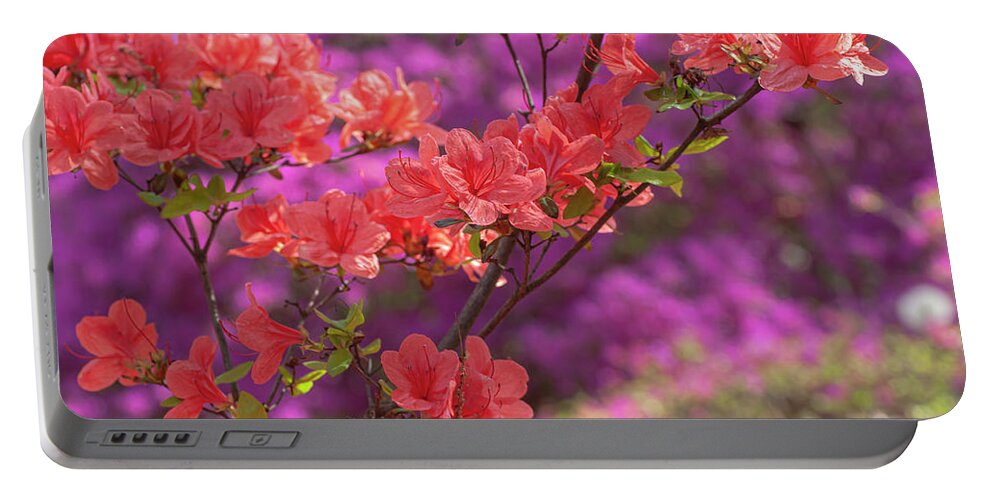  Portable Battery Charger featuring the photograph Gentle Red Of Rhododendron Kaempferi 3 by Jenny Rainbow