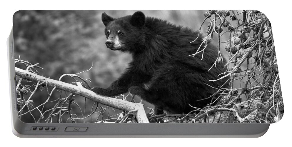 Black Bears Portable Battery Charger featuring the photograph Getting Ready For The Scratch Black And White by Adam Jewell