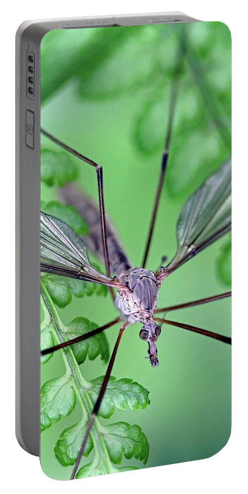 Insects Portable Battery Charger featuring the photograph Ghost on a fern by Jennifer Robin