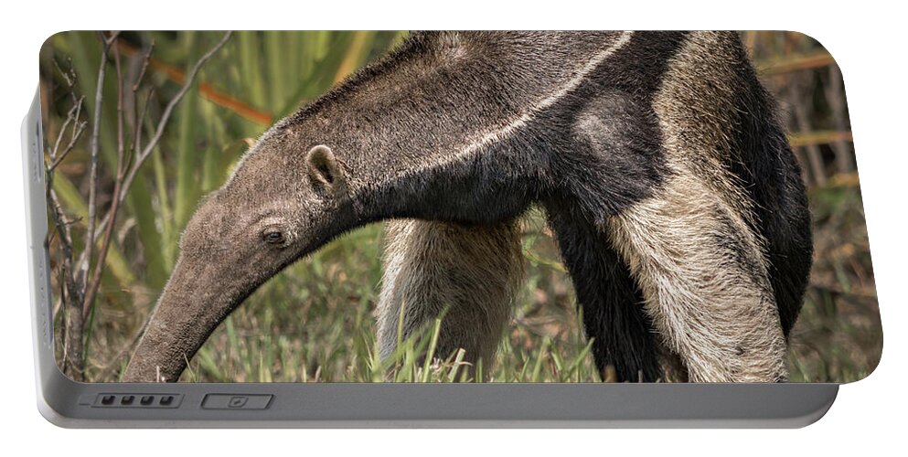 Anteater Portable Battery Charger featuring the photograph Giant Anteater by Linda Villers