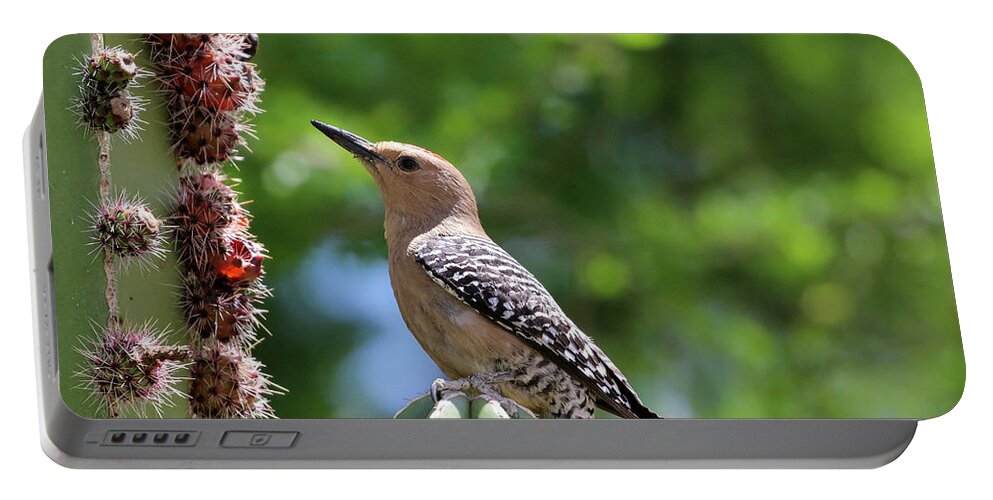 Arizona Portable Battery Charger featuring the photograph Gila Woodpecker eating Cactus Fruit 1 by Dawn Richards