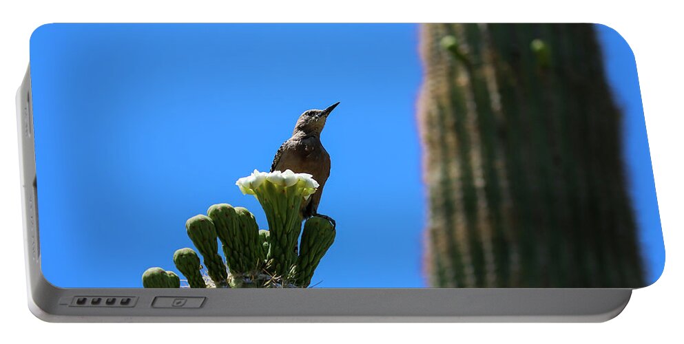 Arizona Portable Battery Charger featuring the photograph Gila Woodpecker on Saguaro Cactus by Dawn Richards