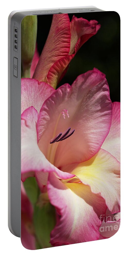 Gladiolus Portable Battery Charger featuring the photograph Gladiolus In Pink by Joy Watson