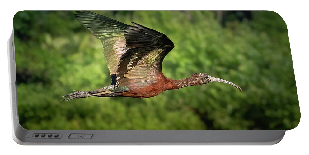 Ibis Portable Battery Charger featuring the photograph Glossy Ibis in Fight at Sunset by Mark Andrew Thomas