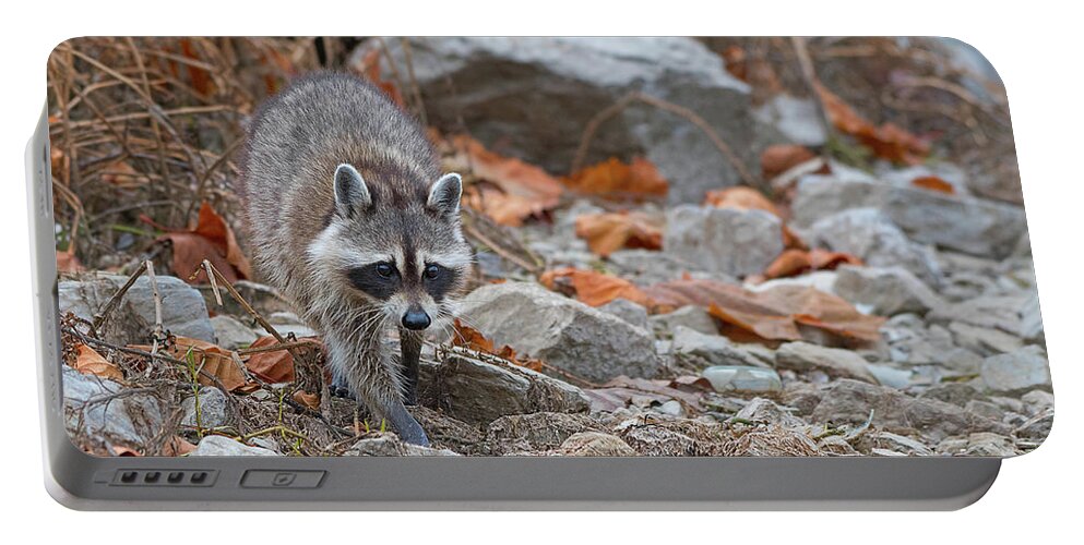 Raccoon Portable Battery Charger featuring the photograph Going Fishing by Rhonda McClure