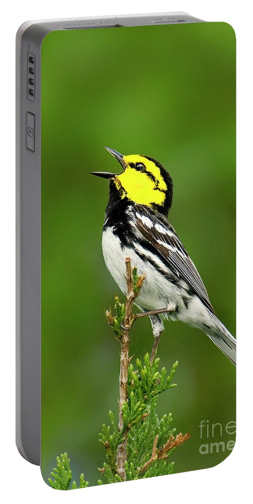 Dave Welling Portable Battery Charger featuring the photograph Golden-cheeked Warbler Chrysoparia Chrysoparia Wild Texas by Dave Welling