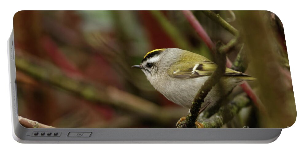 Kinglet Portable Battery Charger featuring the photograph Golden Crowned Kinglet Male by Natural Focal Point Photography