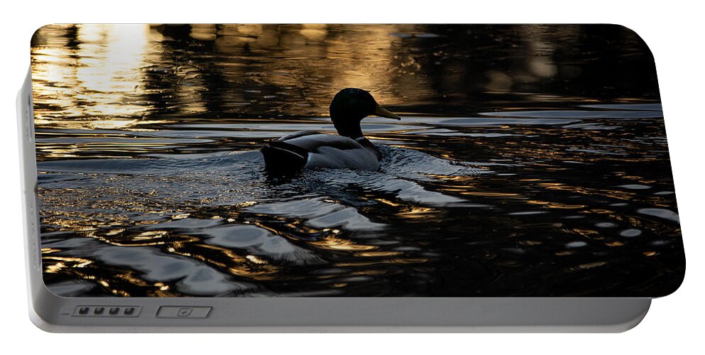 Duck Portable Battery Charger featuring the photograph Golden Hour Swim by Linda Bonaccorsi