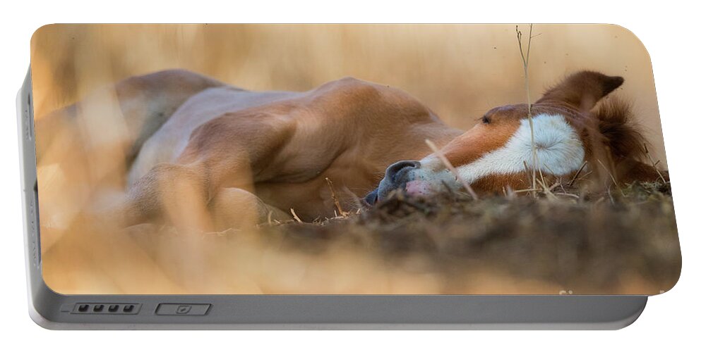 Cute Foal Portable Battery Charger featuring the photograph Golden Nap by Shannon Hastings