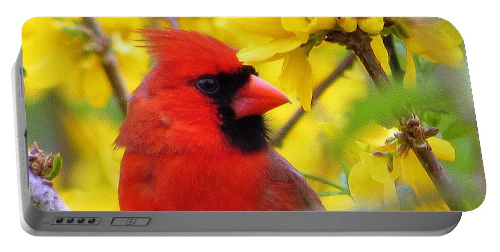#golden #forsythia #fully #blooming #red #male #cardinal #bird #north #georgia Portable Battery Charger featuring the photograph Golden Red Moment by Belinda Lee