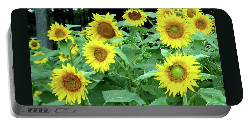 Sunflower Portable Battery Charger featuring the photograph Golden Sunflowers by Patricia Overmoyer