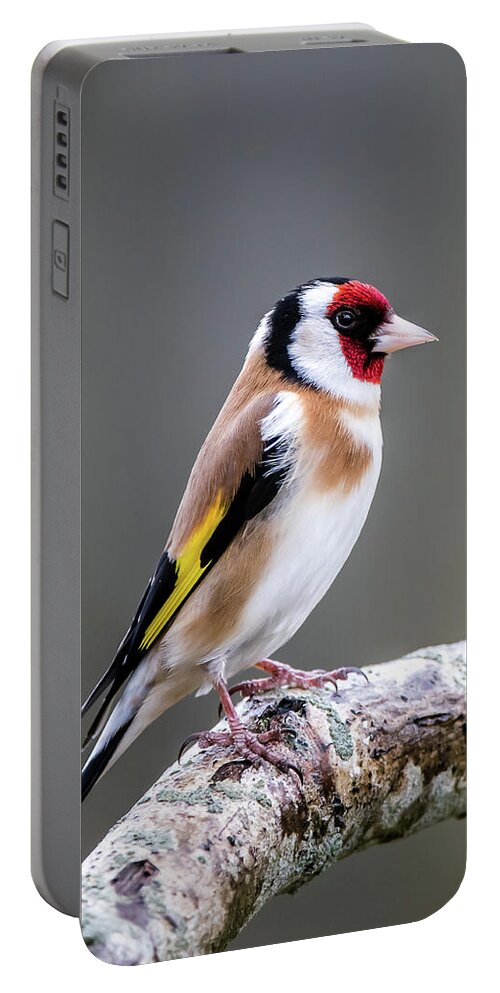 Goldfinch Portable Battery Charger featuring the photograph Goldfinch perching on an oak branch by Torbjorn Swenelius