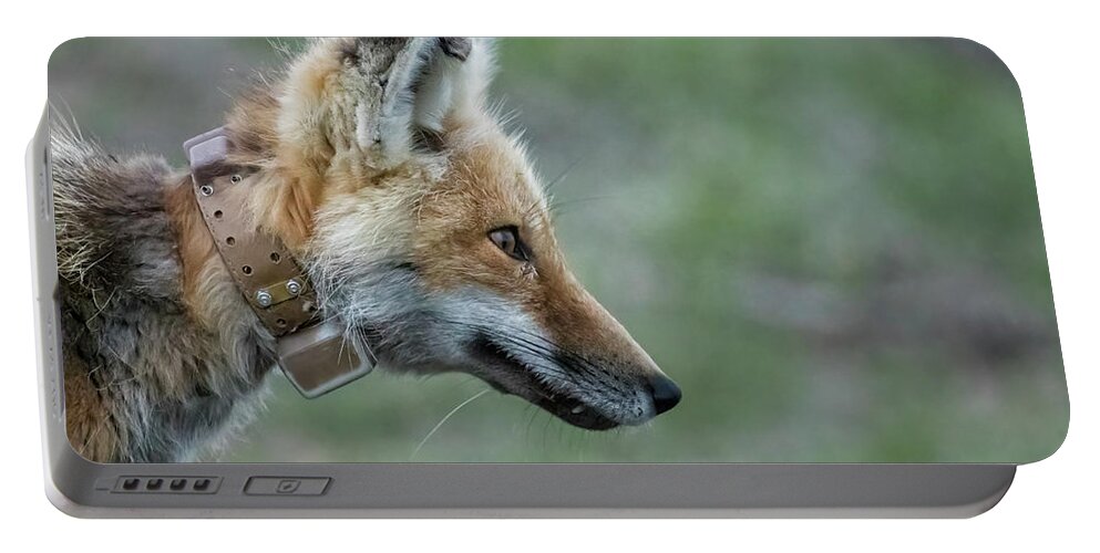 Red Fox Portable Battery Charger featuring the photograph Grand Tetons Collared Fox by Belinda Greb