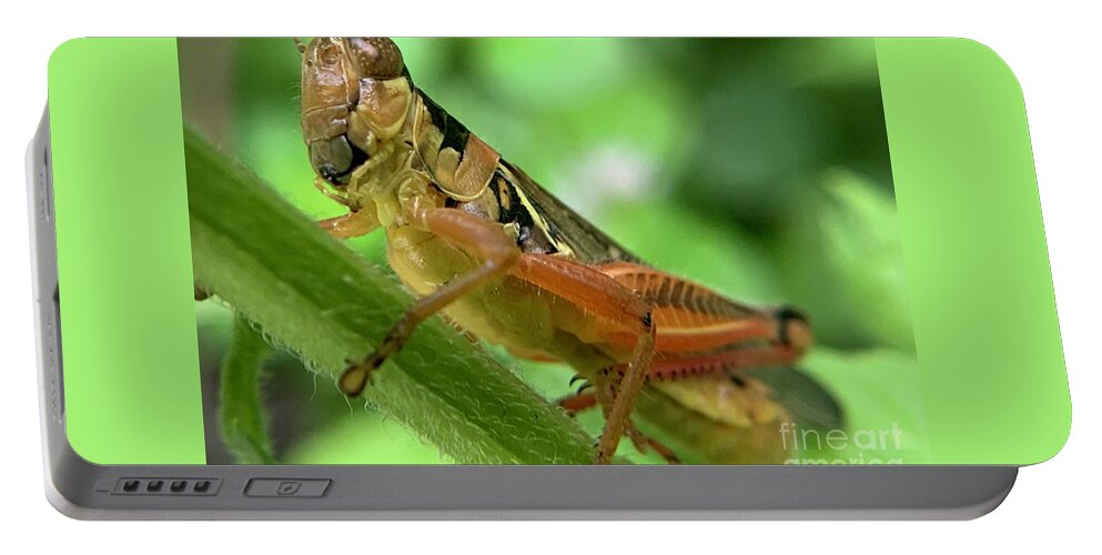 Grasshopper Portable Battery Charger featuring the photograph Grasshopper by Catherine Wilson