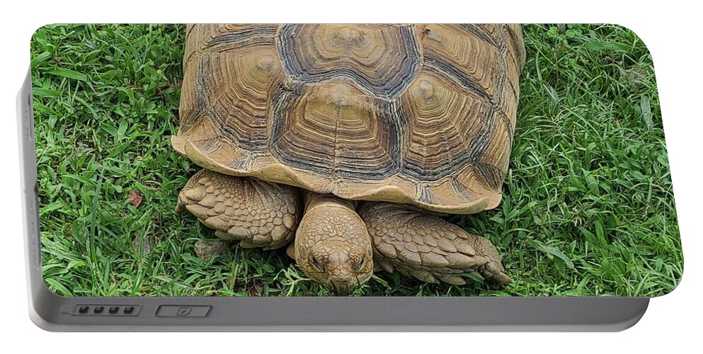 Tortoise Turtle Grass Portable Battery Charger featuring the photograph Grazing Tortoise by Elena Pratt