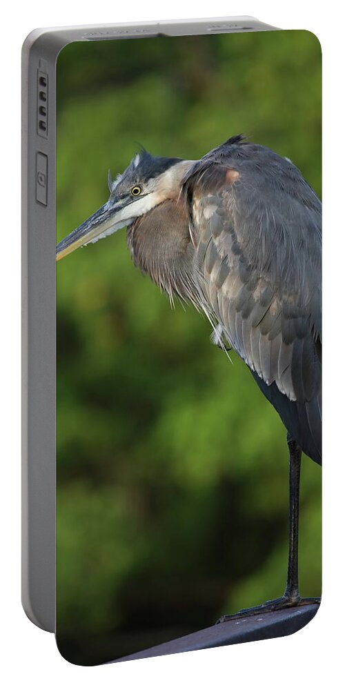 Blue Heron Portable Battery Charger featuring the photograph Great Blue Heron in Early Morning by Mingming Jiang