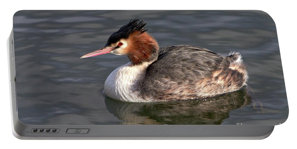 Nature Portable Battery Charger featuring the photograph Great Crested Grebe by Baggieoldboy