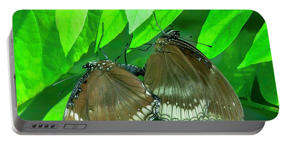 Nature Portable Battery Charger featuring the photograph Great Eggfly Butterflies DTHN0331 by Gerry Gantt